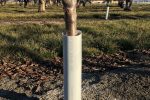 Plantra Tree Bark Protector 2 (hi Rez) (2)