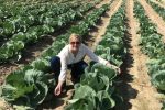Dawn Elizabeth cabbage field produce packaging