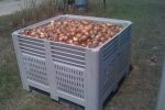 plastic bin onions